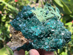 Natural Dioptase With Crystalline Malachite On Dolomite Specimen x 1 From Likasi, Congo