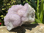 Natural Sunburst Amethyst Cactus Flower Crystal Cluster x 1 From Boekenhouthoek, South Africa