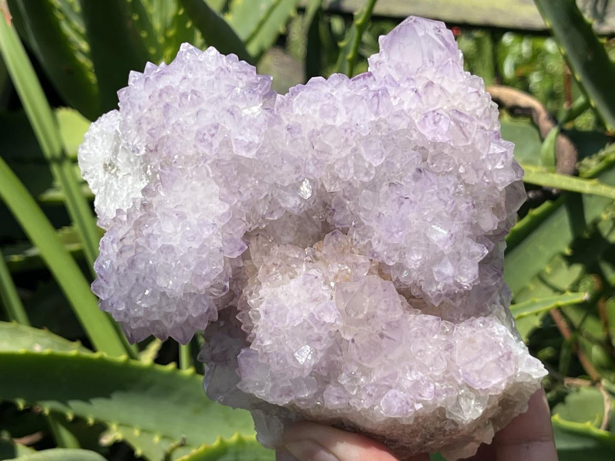 Natural Sunburst Amethyst Cactus Flower Crystal Cluster x 1 From Boekenhouthoek, South Africa