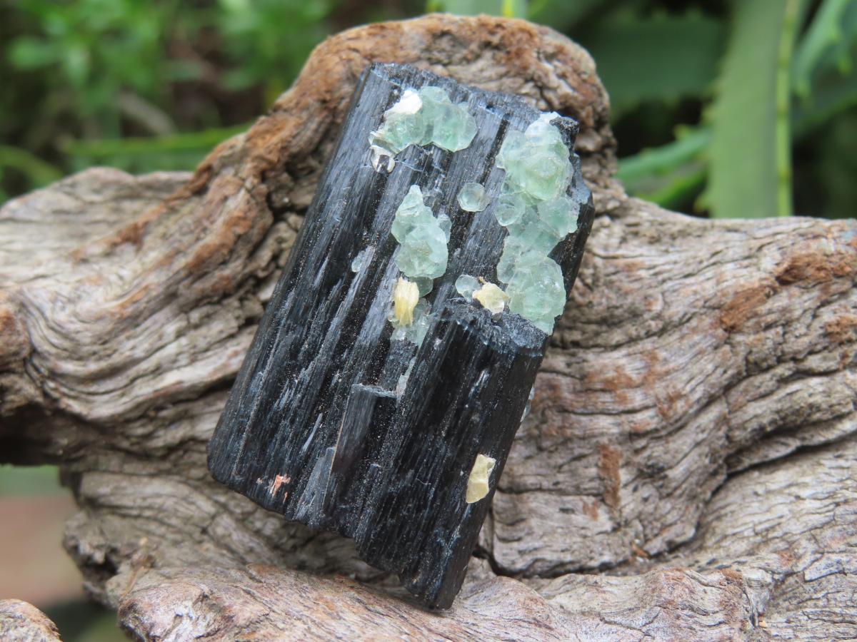 Natural Shiny Schorl Black Tourmaline With Fluorite Specimen x 1 From Erongo, Namibia