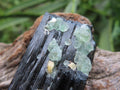 Natural Shiny Schorl Black Tourmaline With Fluorite Specimen x 1 From Erongo, Namibia