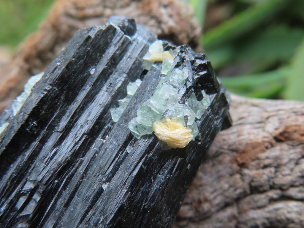 Natural Shiny Schorl Black Tourmaline With Fluorite Specimen x 1 From Erongo, Namibia
