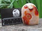 Polished Flower Carnelian Standing Free Form x 1 From Madagascar