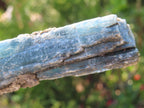 Natural XL Striated Blue Kyanite Crystal with Biotite Mica x 1 From Karoi, Zimbabwe
