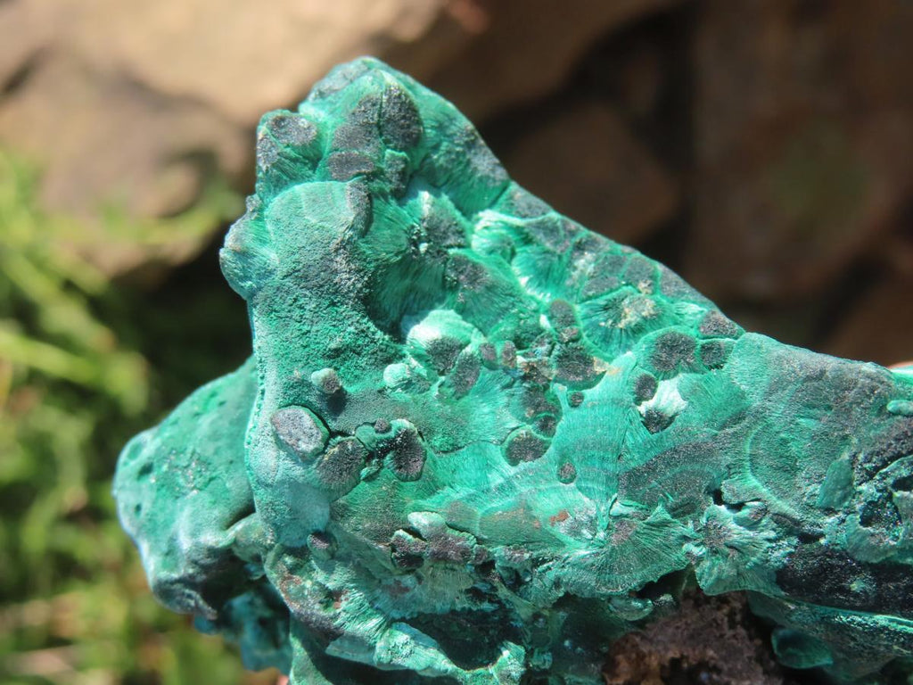 Natural Chatoyant Silky Crystalline Malachite x 1 From Kasompe, Congo