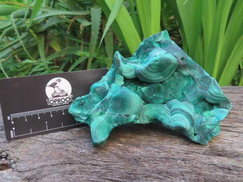 Natural Chatoyant Silky Crystalline Malachite x 1 From Kasompe, Congo