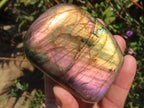 Polished Sunset Labradorite with Purple, Gold and Blue Flash x 1 From Tulear, Madagascar