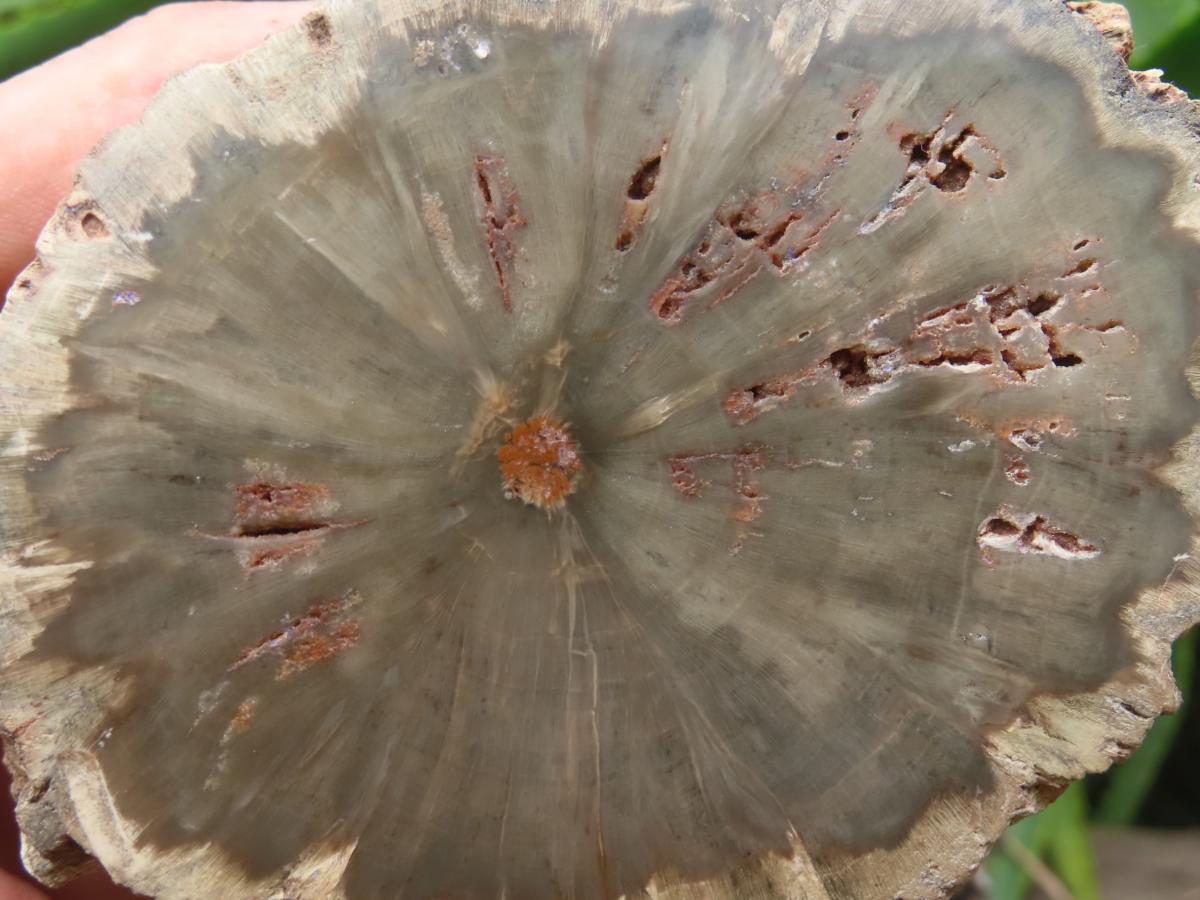 Polished On One Side 120 Million Year Old Petrified Wood Branch x 1 From Gokwe, Zimbabwe