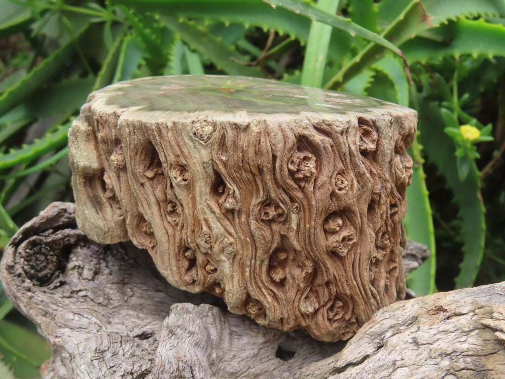 Polished On One Side 120 Million Year Old Petrified Wood Branch x 1 From Gokwe, Zimbabwe