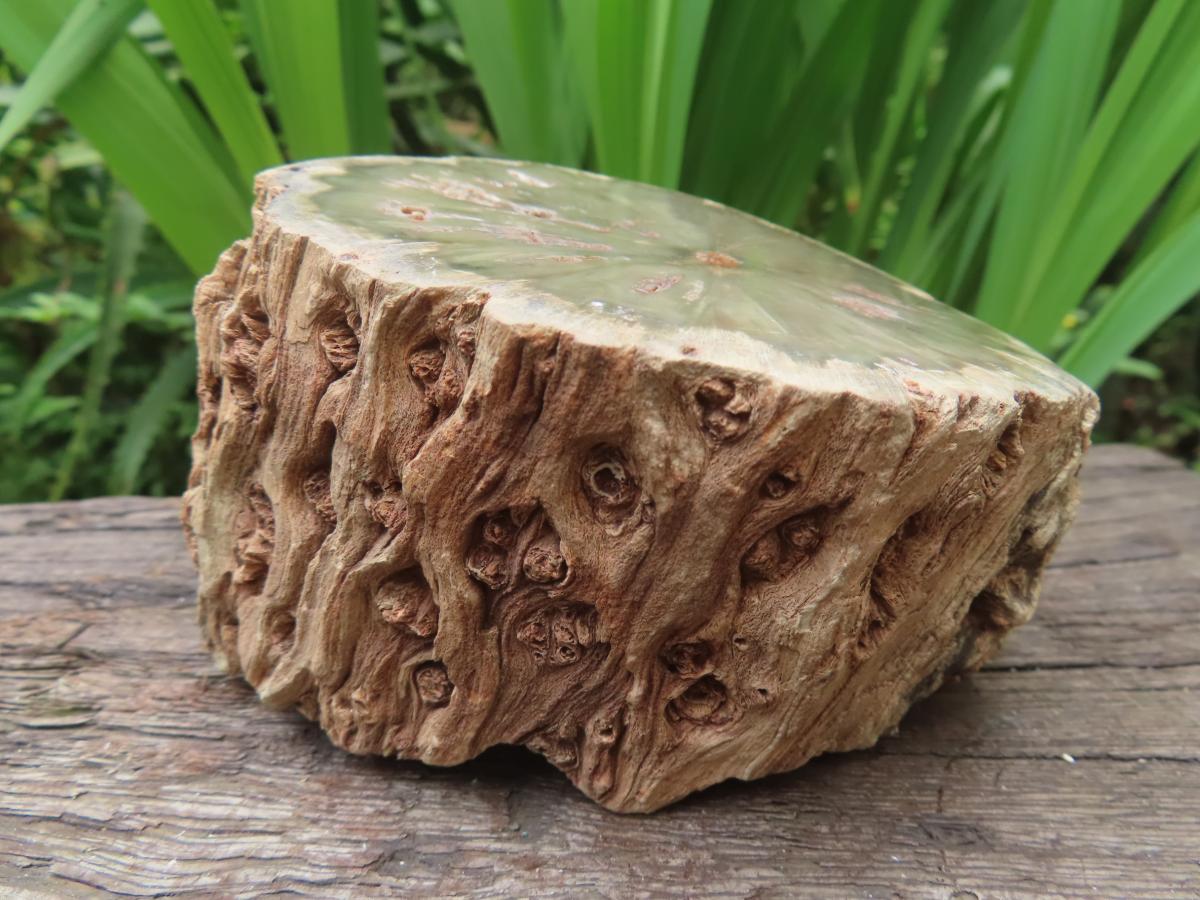 Polished On One Side 120 Million Year Old Petrified Wood Branch x 1 From Gokwe, Zimbabwe