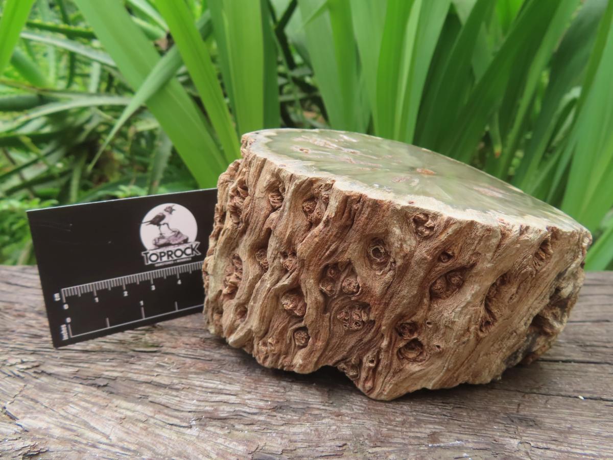 Polished On One Side 120 Million Year Old Petrified Wood Branch x 1 From Gokwe, Zimbabwe