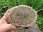 Polished On One Side 120 Million Year Old Petrified Wood Branch x 1 From Gokwe, Zimbabwe