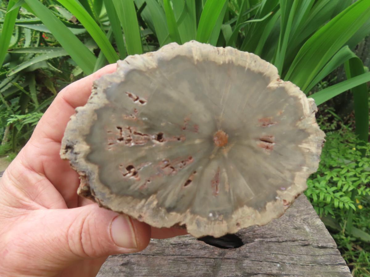Polished On One Side 120 Million Year Old Petrified Wood Branch x 1 From Gokwe, Zimbabwe