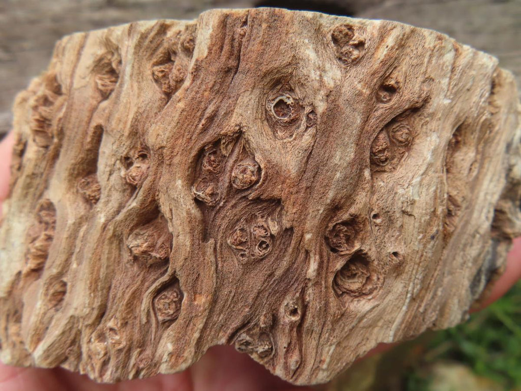 Polished On One Side 120 Million Year Old Petrified Wood Branch x 1 From Gokwe, Zimbabwe