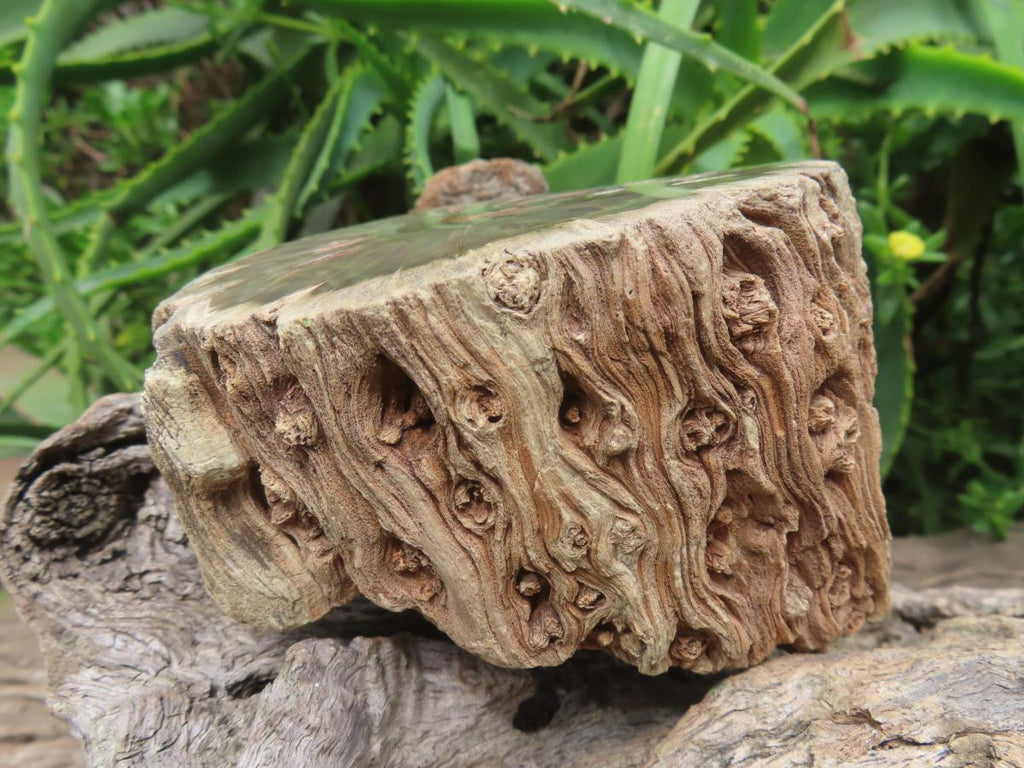 Polished On One Side 120 Million Year Old Petrified Wood Branch x 1 From Gokwe, Zimbabwe