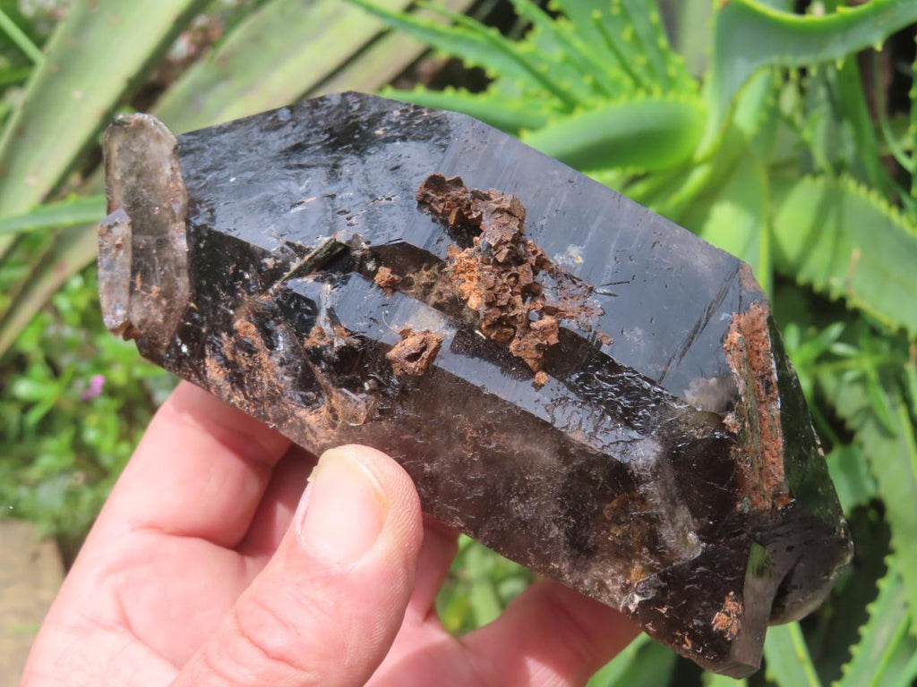 Natural Super Shiny Double Terminated Large Morion Smokey Quartz Crystal x 1 From Zomba, Malawi
