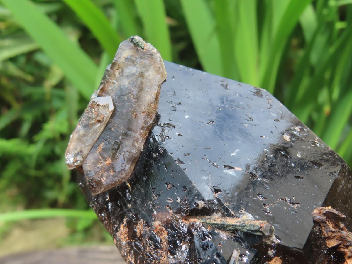 Natural Super Shiny Double Terminated Large Morion Smokey Quartz Crystal x 1 From Zomba, Malawi