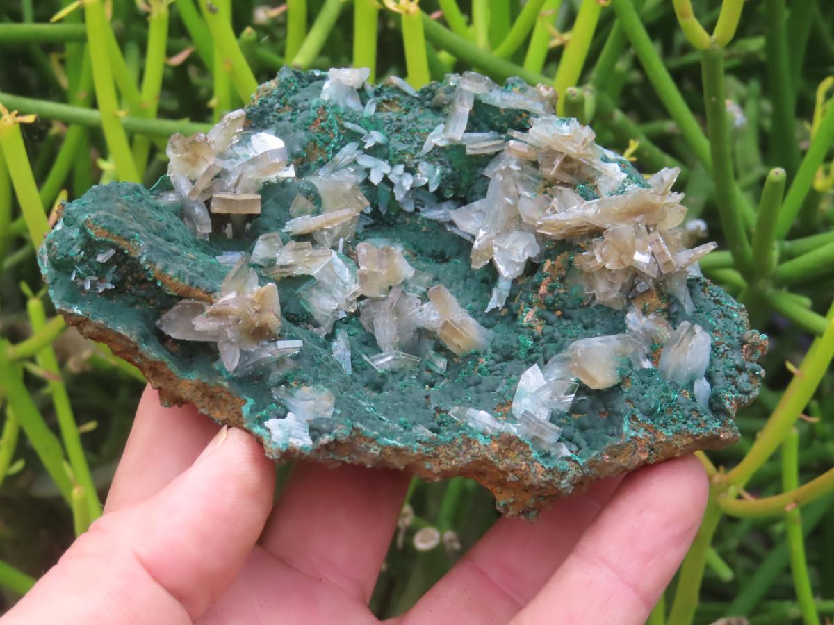 Natural Super Rare Barite Spear Crystals On Malachite Specimen x 1 From Kambove, Congo