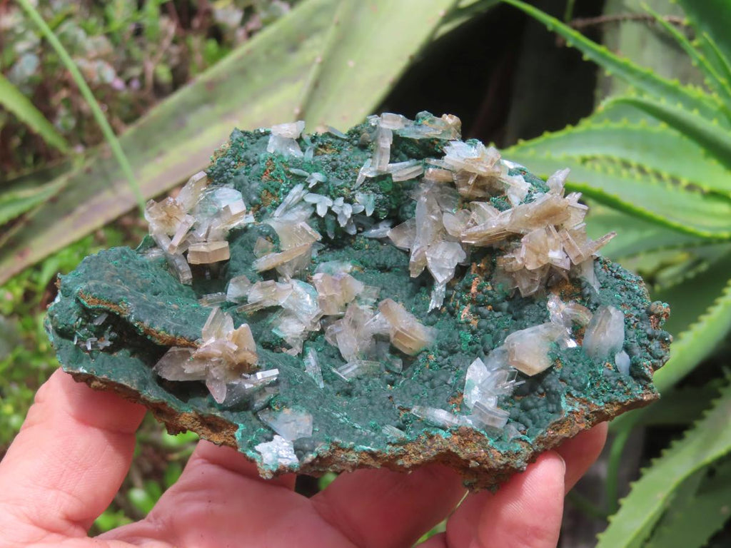 Natural Super Rare Barite Spear Crystals On Malachite Specimen x 1 From Kambove, Congo