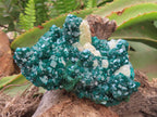 Natural Classic Emerald Green Dioptase Cabinet Specimen x 1 From Likasi, Congo