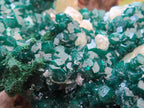 Natural Classic Emerald Green Dioptase Cabinet Specimen x 1 From Likasi, Congo