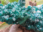 Natural Classic Emerald Green Dioptase Cabinet Specimen x 1 From Likasi, Congo