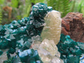 Natural Classic Emerald Green Dioptase Cabinet Specimen x 1 From Likasi, Congo