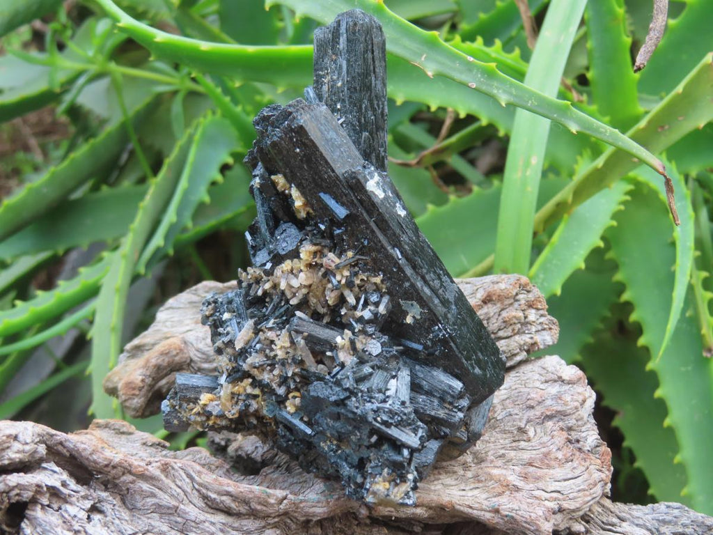 Natural Schorl Black Tourmaline Cabinet Specimen x 1 From Erongo, Namibia