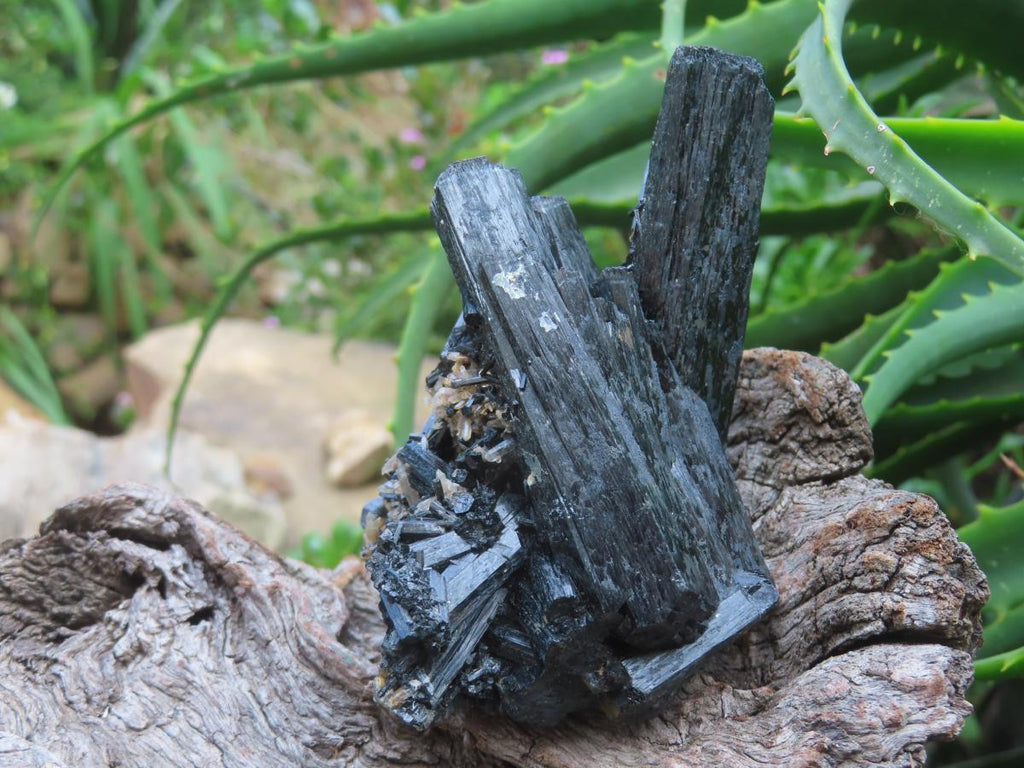 Natural Schorl Black Tourmaline Cabinet Specimen x 1 From Erongo, Namibia