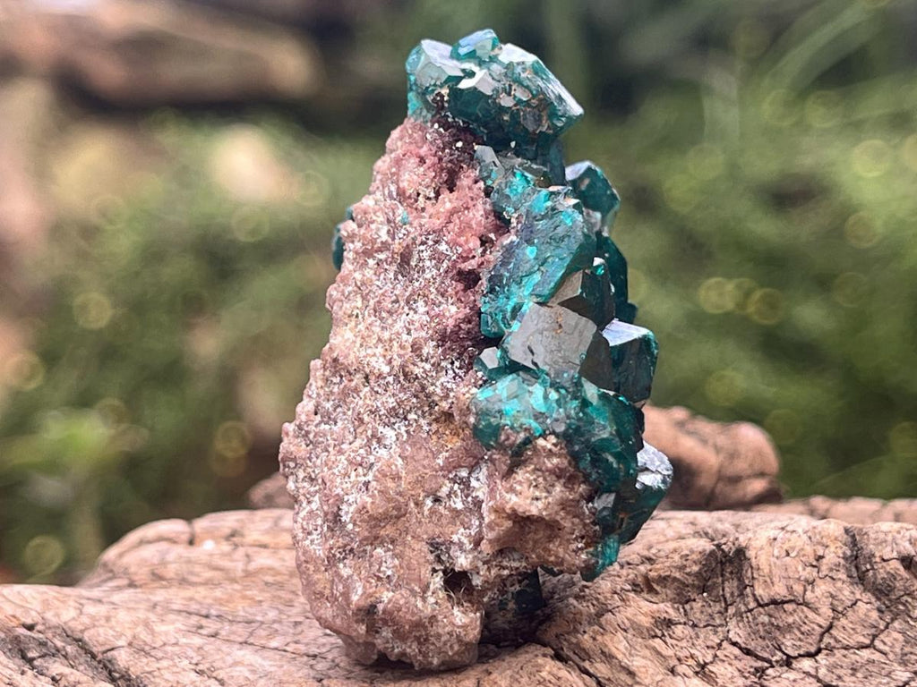 Natural Dioptase Specimen On Dolomite Matrix x 1 From Likasi, Congo