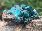 Natural Dioptase Specimen On Dolomite Matrix x 1 From Likasi, Congo