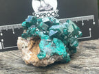 Natural Dioptase Specimen On Dolomite Matrix x 1 From Likasi, Congo