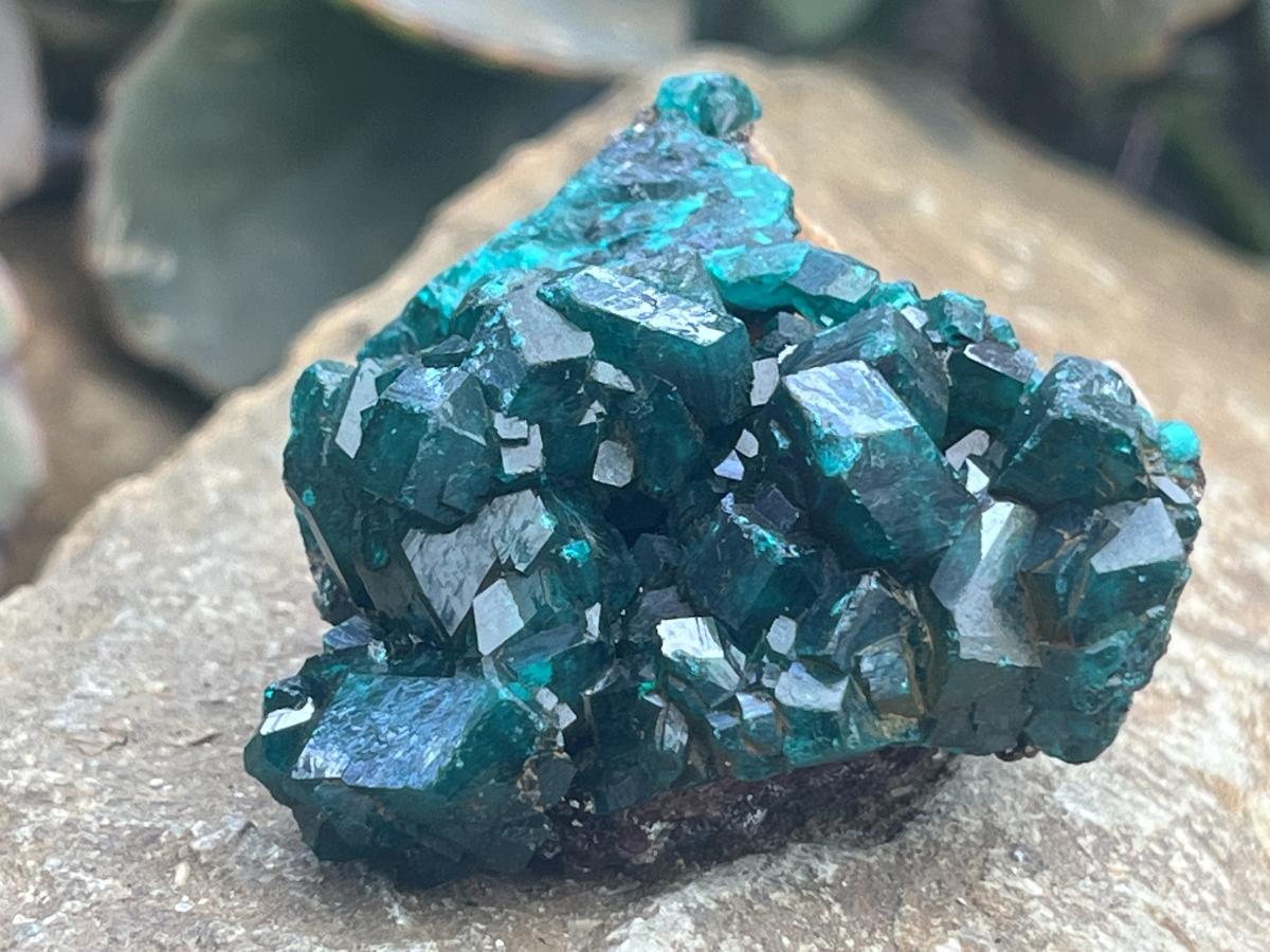 Natural Dioptase Specimen On Dolomite Matrix x 1 From Likasi, Congo