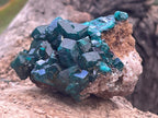 Natural Dioptase Specimen On Dolomite Matrix x 1 From Likasi, Congo