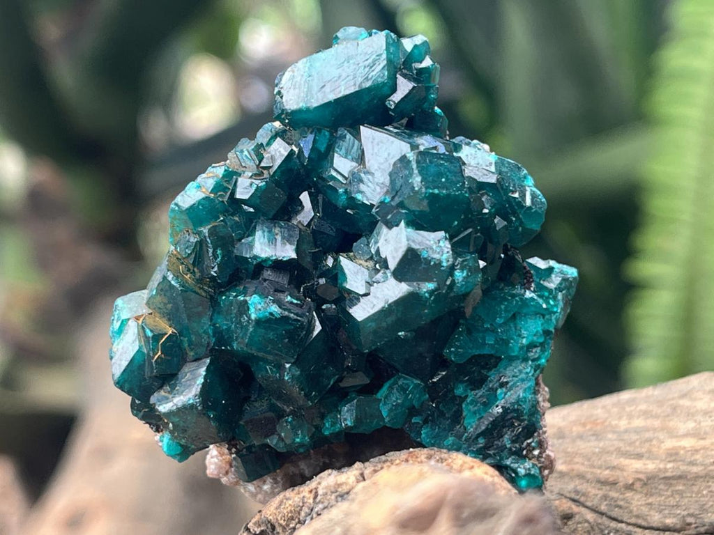 Natural Dioptase Specimen On Dolomite Matrix x 1 From Likasi, Congo
