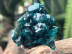 Natural Dioptase Specimen On Dolomite Matrix x 1 From Likasi, Congo
