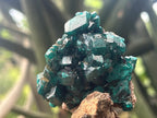 Natural Dioptase Specimen On Dolomite Matrix x 1 From Likasi, Congo