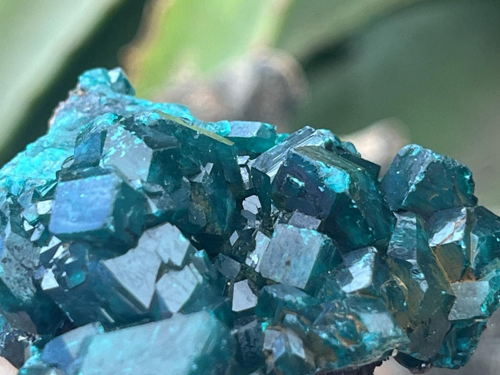 Natural Dioptase Specimen On Dolomite Matrix x 1 From Likasi, Congo