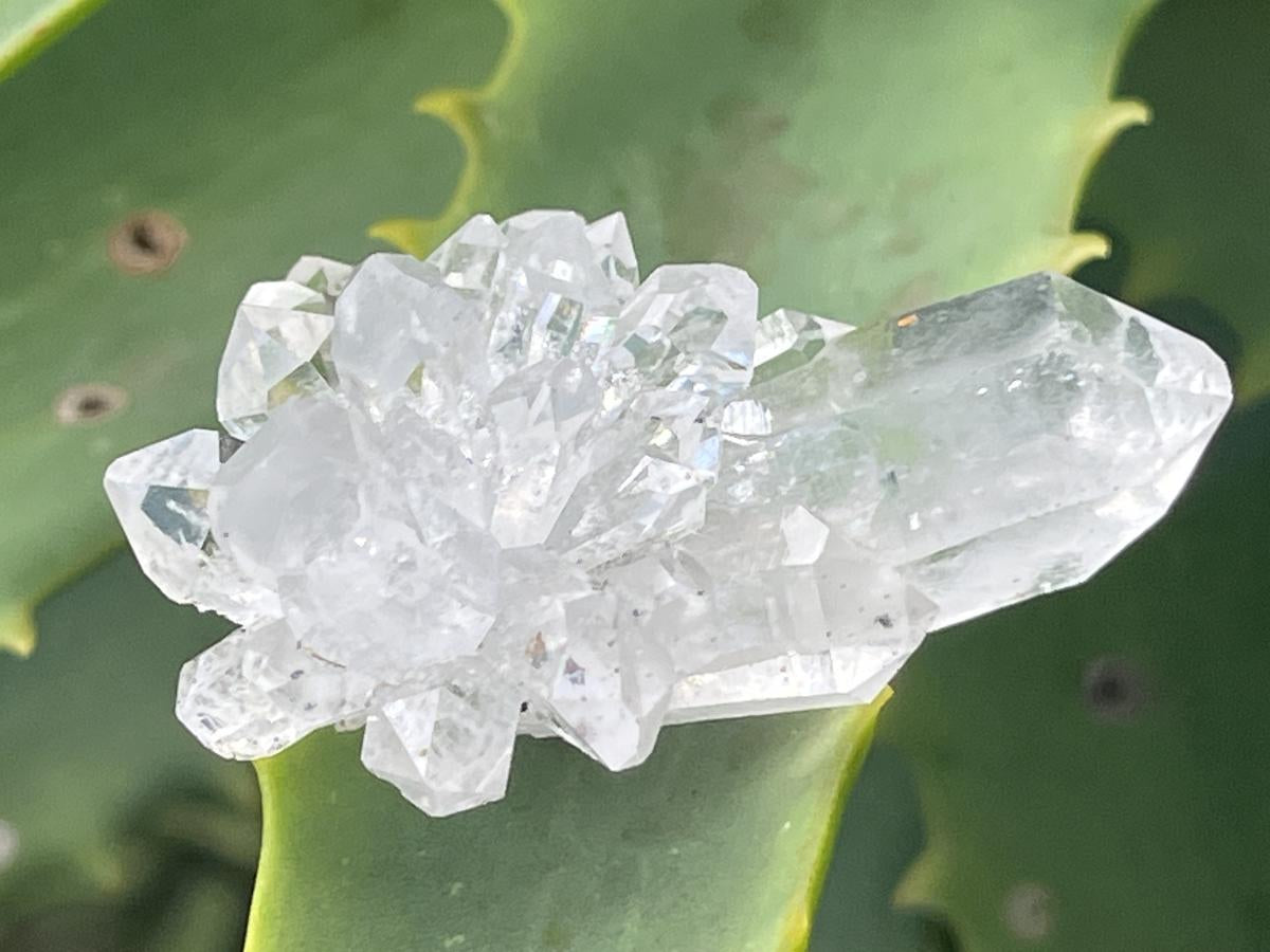 Natural Mini Optic Clear Brandberg Flower Quartz Cluster x 1 From Brandberg, Namibia