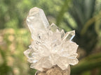 Natural Mini Optic Clear Brandberg Flower Quartz Cluster x 1 From Brandberg, Namibia