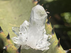 Natural Mini Optic Clear Brandberg Flower Quartz Cluster x 1 From Brandberg, Namibia