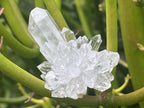 Natural Mini Optic Clear Brandberg Flower Quartz Cluster x 1 From Brandberg, Namibia