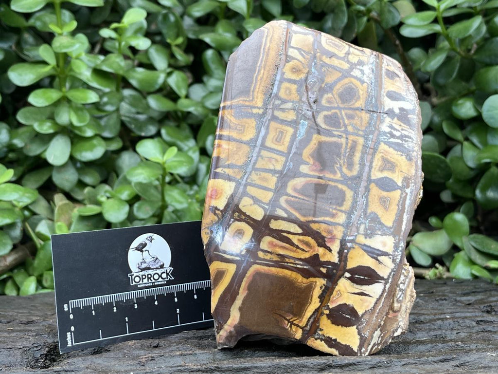 Polished Nguni Jasper Display Specimen x 1 From Northern Cape, South Africa