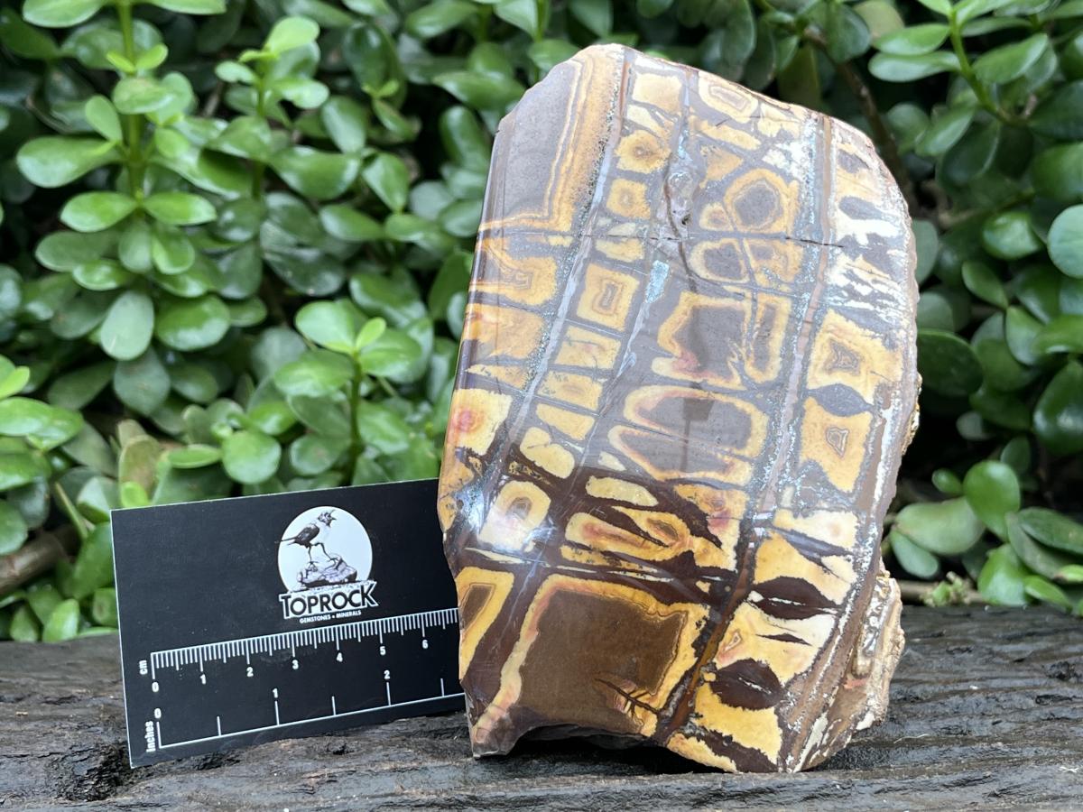 Polished Nguni Jasper Display Specimen x 1 From Northern Cape, South Africa