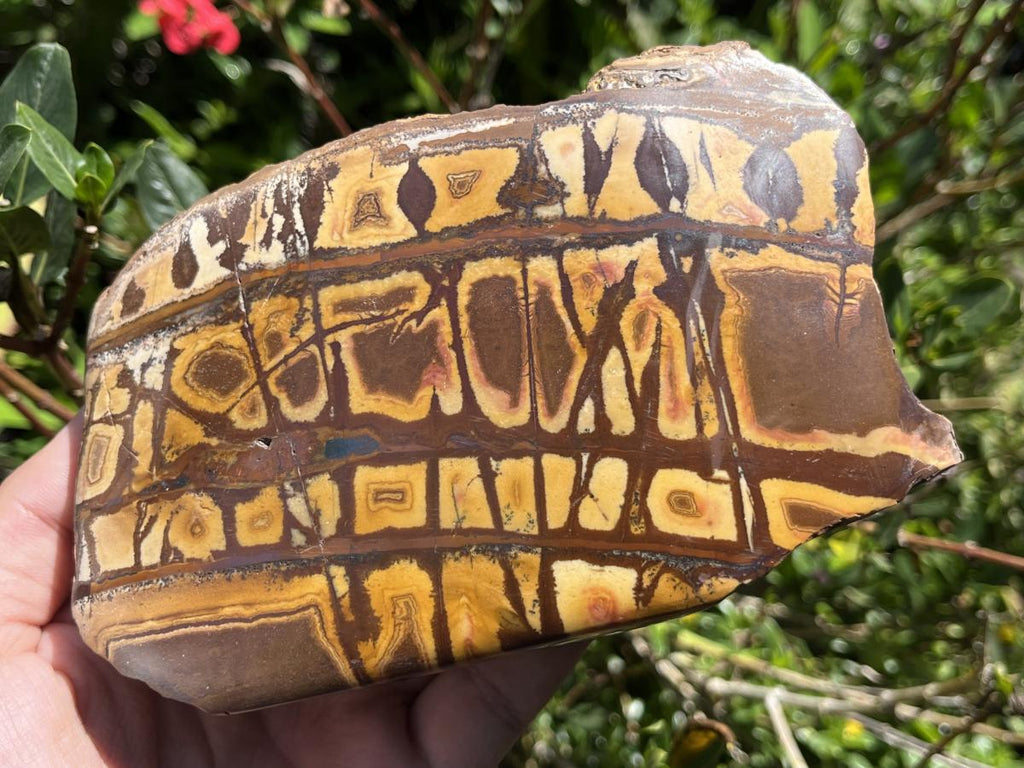 Polished Nguni Jasper Display Specimen x 1 From Northern Cape, South Africa