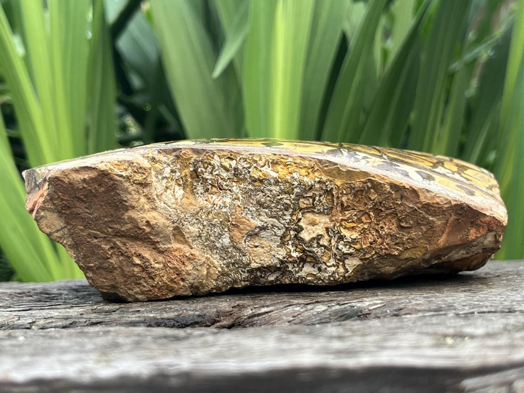 Polished Nguni Jasper Display Specimen x 1 From Northern Cape, South Africa