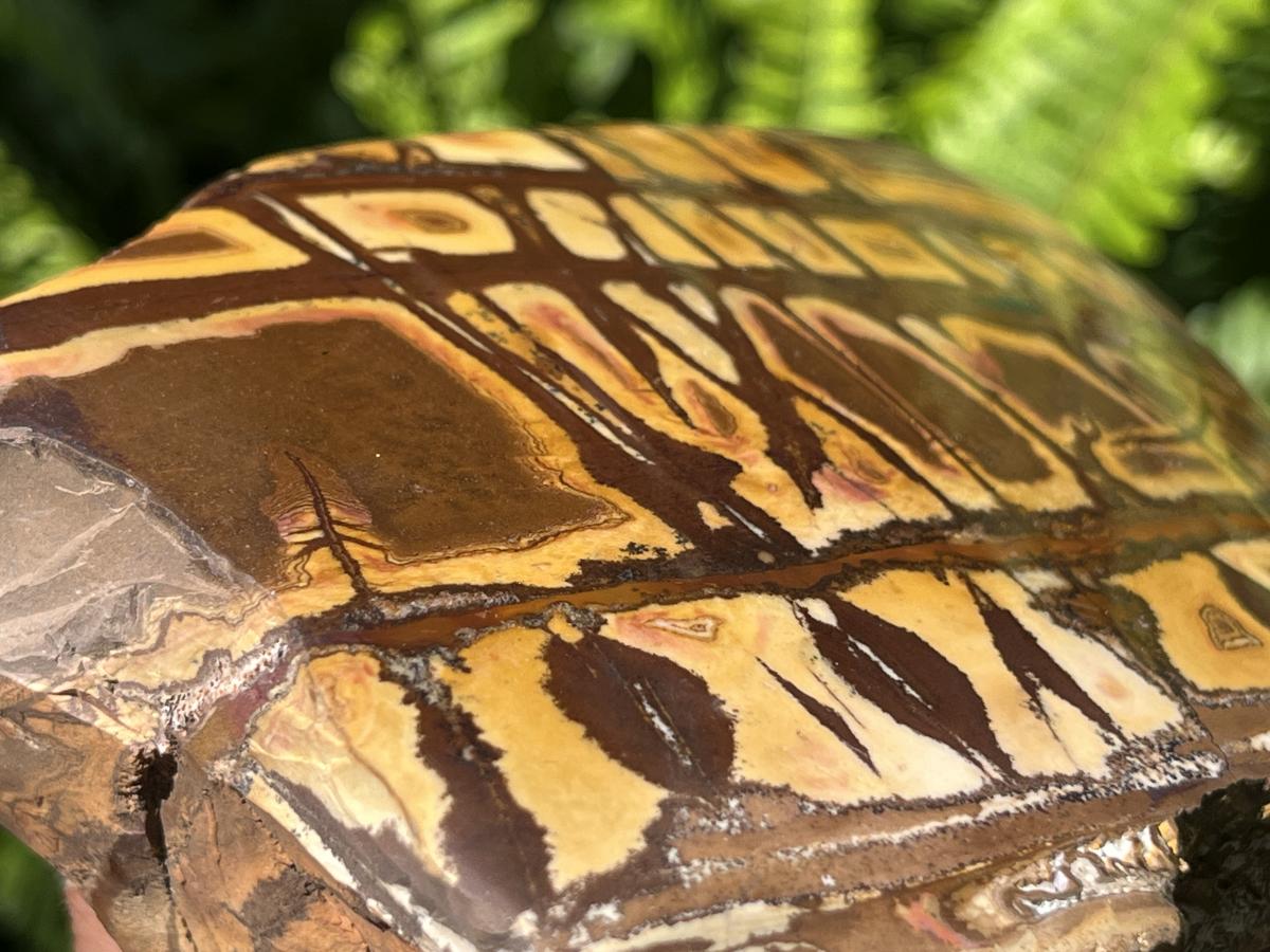 Polished Nguni Jasper Display Specimen x 1 From Northern Cape, South Africa