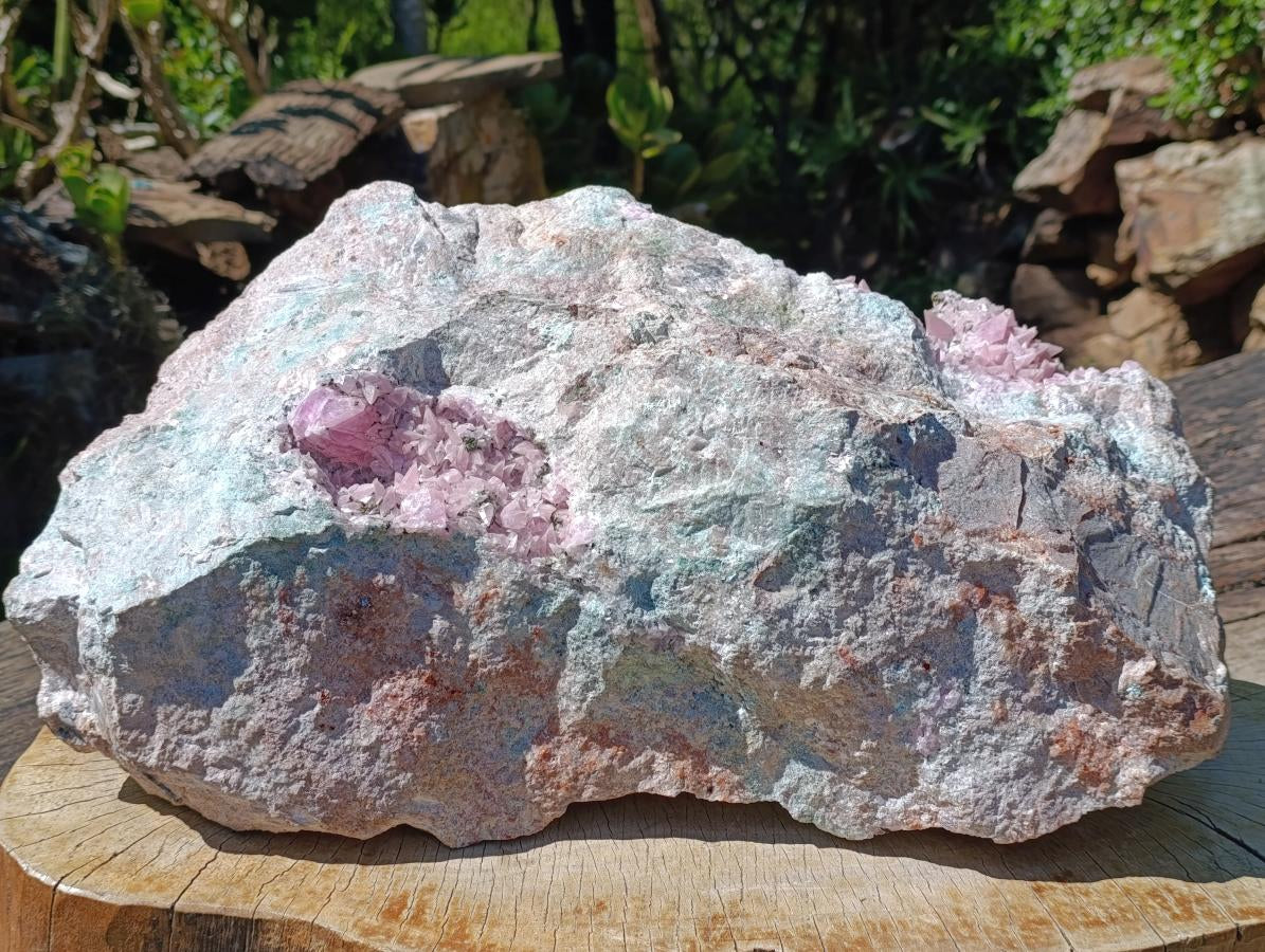 Natural XXL Extra Rare Rhodocalcite on Dolomite Specimen x 1 From Mashamba West Mine, Congo