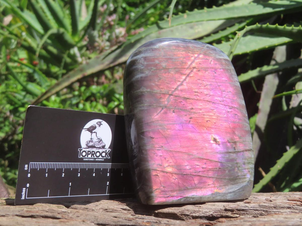 Polished Pure Purple Flash Labradorite Display Piece x 1 From Tulear, Madagascar
