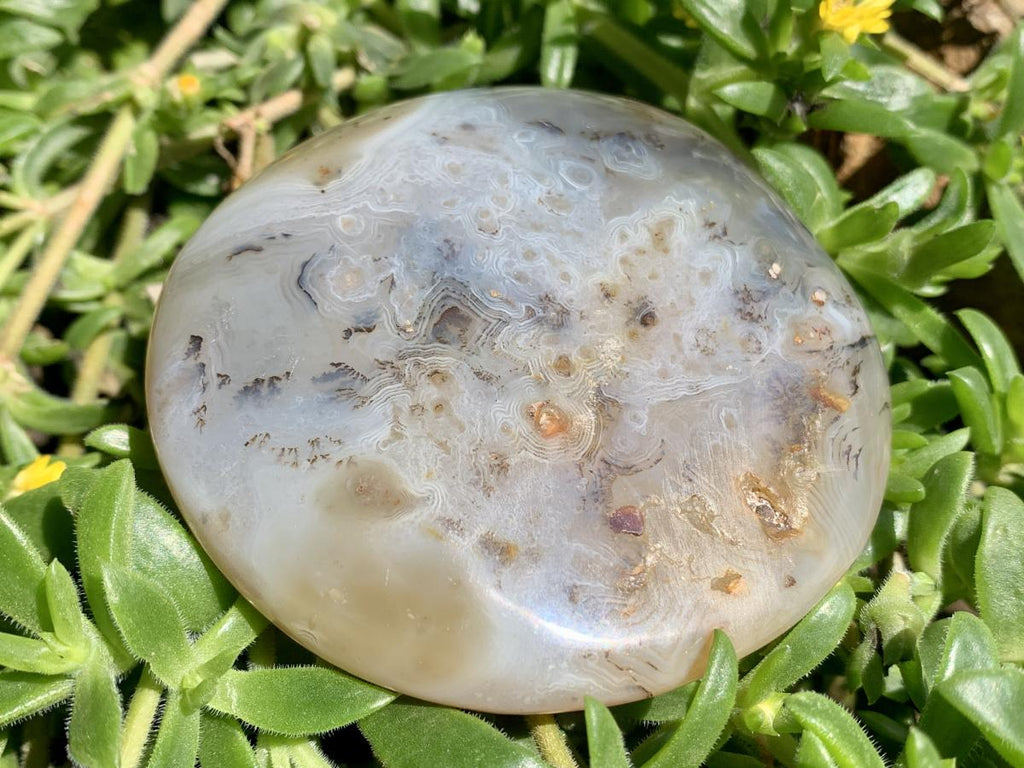 Polished Dendrite in Agate Palm Stone x 1 From Moralambo, Madagascar